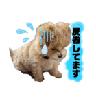 パピたんスタンプ♡（個別スタンプ：21）