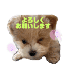 パピたんスタンプ♡（個別スタンプ：23）
