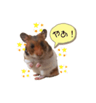 ハムスターのおたま（個別スタンプ：1）