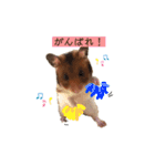 ハムスターのおたま（個別スタンプ：4）