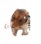 ハムスターのおたま（個別スタンプ：8）