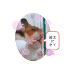 ハムスターのおたま（個別スタンプ：12）