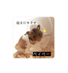 ハムスターのおたま（個別スタンプ：13）
