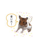 ハムスターのおたま（個別スタンプ：14）