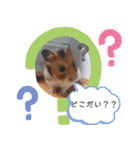 ハムスターのおたま（個別スタンプ：15）