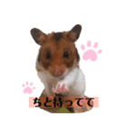 ハムスターのおたま（個別スタンプ：16）