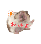 ハムスターのおたま（個別スタンプ：20）