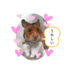 ハムスターのおたま（個別スタンプ：22）