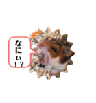 ハムスターのおたま（個別スタンプ：23）