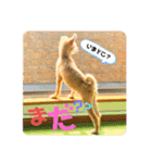 虎鉄 0歳（個別スタンプ：3）