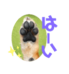 虎鉄 0歳（個別スタンプ：4）