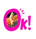 虎鉄 0歳（個別スタンプ：7）