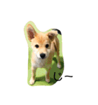 虎鉄 0歳（個別スタンプ：12）
