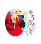 虎鉄 0歳（個別スタンプ：17）
