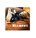 虎鉄 0歳（個別スタンプ：18）