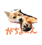 虎鉄 0歳（個別スタンプ：29）