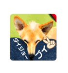 虎鉄 0歳（個別スタンプ：31）