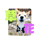 虎鉄 0歳（個別スタンプ：34）