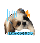 みんなのカイくん8（個別スタンプ：1）