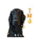 フラットコーテッドレトリバーBECK君その3（個別スタンプ：1）