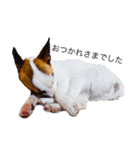 白犬ジャックラッセルテリア（個別スタンプ：2）