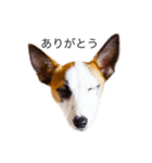 白犬ジャックラッセルテリア（個別スタンプ：4）