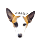 白犬ジャックラッセルテリア（個別スタンプ：5）