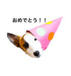 白犬ジャックラッセルテリア（個別スタンプ：6）