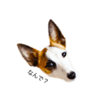 白犬ジャックラッセルテリア（個別スタンプ：7）