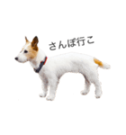 白犬ジャックラッセルテリア（個別スタンプ：8）