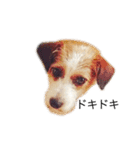 白犬ジャックラッセルテリア（個別スタンプ：9）