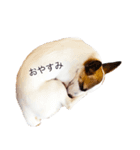 白犬ジャックラッセルテリア（個別スタンプ：10）