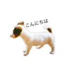 白犬ジャックラッセルテリア（個別スタンプ：11）