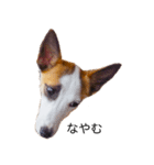 白犬ジャックラッセルテリア（個別スタンプ：12）
