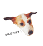 白犬ジャックラッセルテリア（個別スタンプ：13）