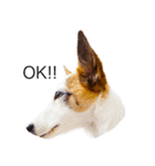 白犬ジャックラッセルテリア（個別スタンプ：14）