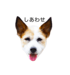 白犬ジャックラッセルテリア（個別スタンプ：15）