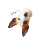 白犬ジャックラッセルテリア（個別スタンプ：16）