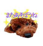 トイプードル、リリィとランのスタンプ（個別スタンプ：19）
