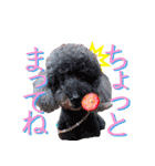 トイプードル、リリィとランのスタンプ（個別スタンプ：37）