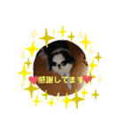 日本わんこ狆の可愛い愛のコトダマ日常編④（個別スタンプ：2）