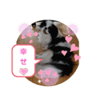 日本わんこ狆の可愛い愛のコトダマ日常編④（個別スタンプ：3）