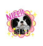 日本わんこ狆の可愛い愛のコトダマ日常編④（個別スタンプ：4）