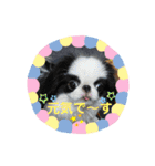 日本わんこ狆の可愛い愛のコトダマ日常編④（個別スタンプ：6）