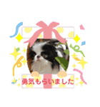 日本わんこ狆の可愛い愛のコトダマ日常編④（個別スタンプ：8）
