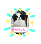 日本わんこ狆の可愛い愛のコトダマ日常編④（個別スタンプ：9）