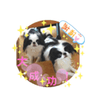 日本わんこ狆の可愛い愛のコトダマ日常編④（個別スタンプ：10）