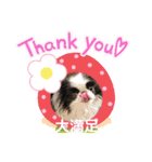 日本わんこ狆の可愛い愛のコトダマ日常編④（個別スタンプ：11）