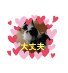 日本わんこ狆の可愛い愛のコトダマ日常編④（個別スタンプ：12）