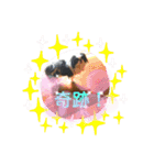 日本わんこ狆の可愛い愛のコトダマ日常編④（個別スタンプ：13）